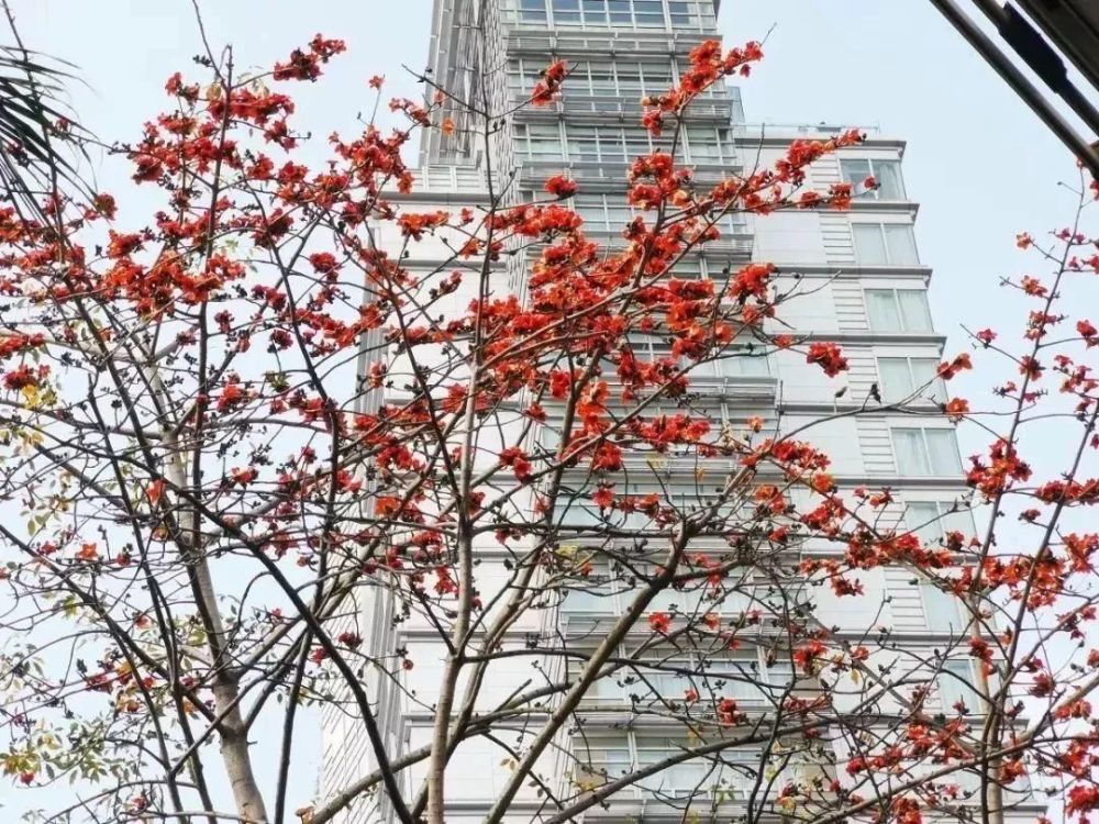 水中倒影木棉花相映成趣似姊妹是什么生肖，全面解答解释落实_vo37.83.17