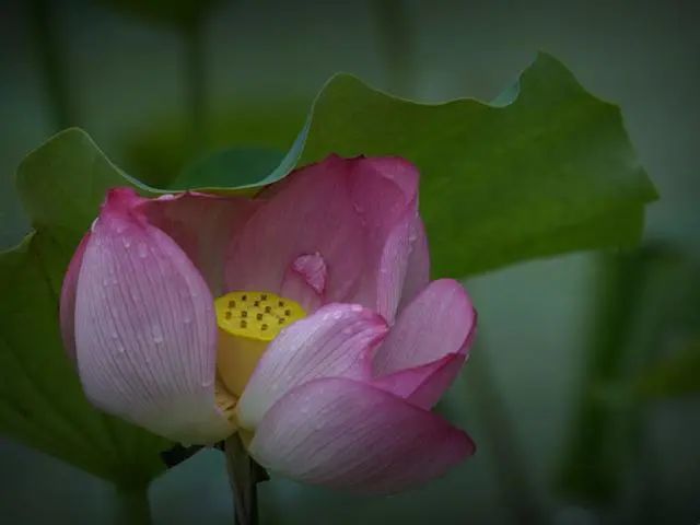 盆中荷花一点红可怜挥去蓝忆城是什么生肖，专家解答解释落实_mam71.98.21