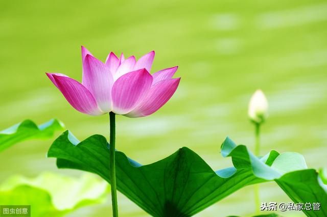 今期生肖找荷花，开天壁地金银现，科学解答解释落实_td67.37.06