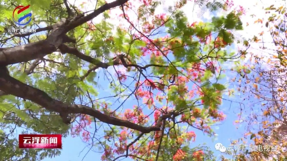 水中倒影木棉花相映成趣似姊妹是什么生肖，前沿解答解释落实_5o37.71.52