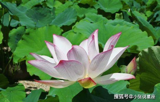 認定目標，安心等待，心平氣和好運來是什么生肖，统计解答解释落实_lcf64.78.03