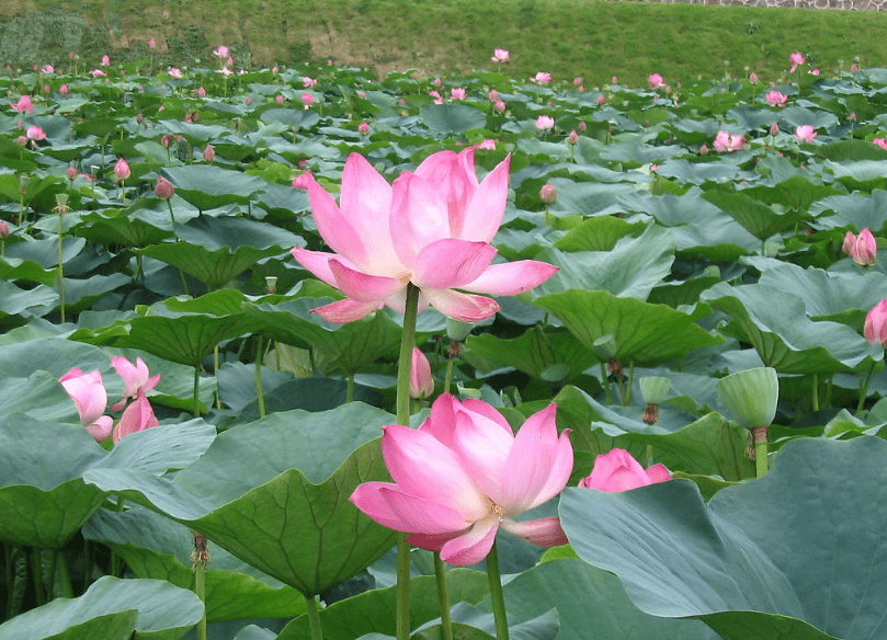 盆中荷花一点红可怜挥去蓝忆城是什么生肖，统计解答解释落实_gl17.71.13